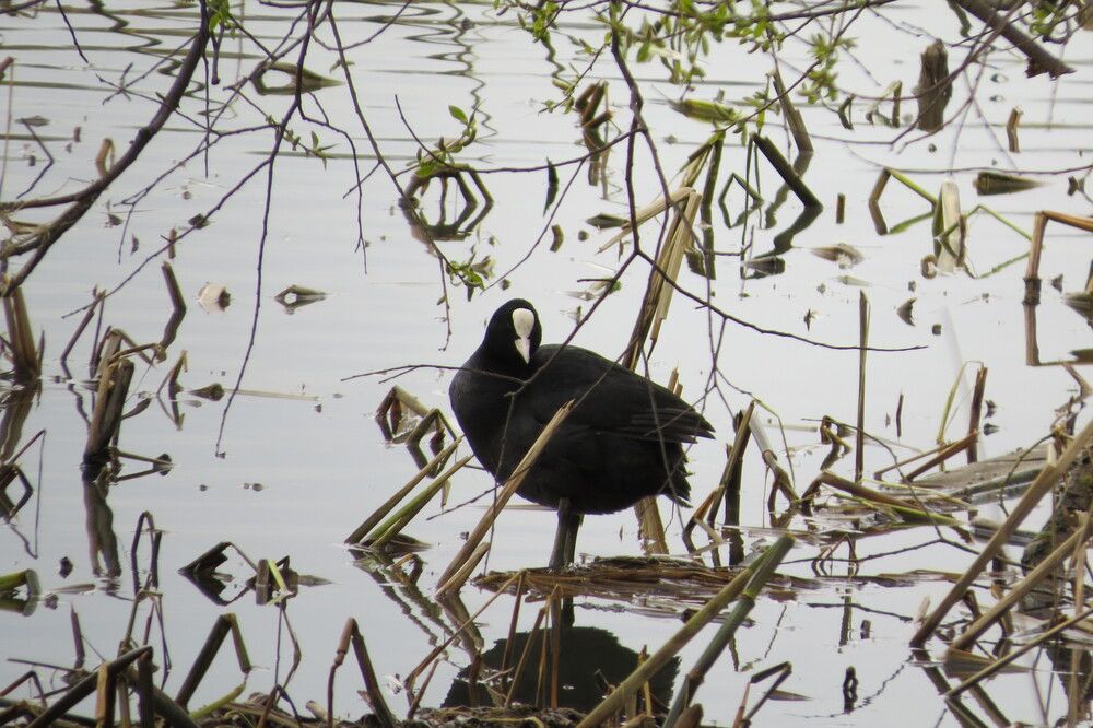 Photo 29940488
