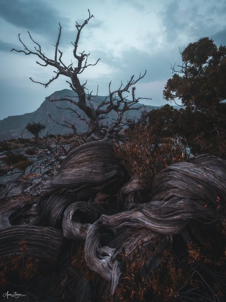 Al A\'lan Tree