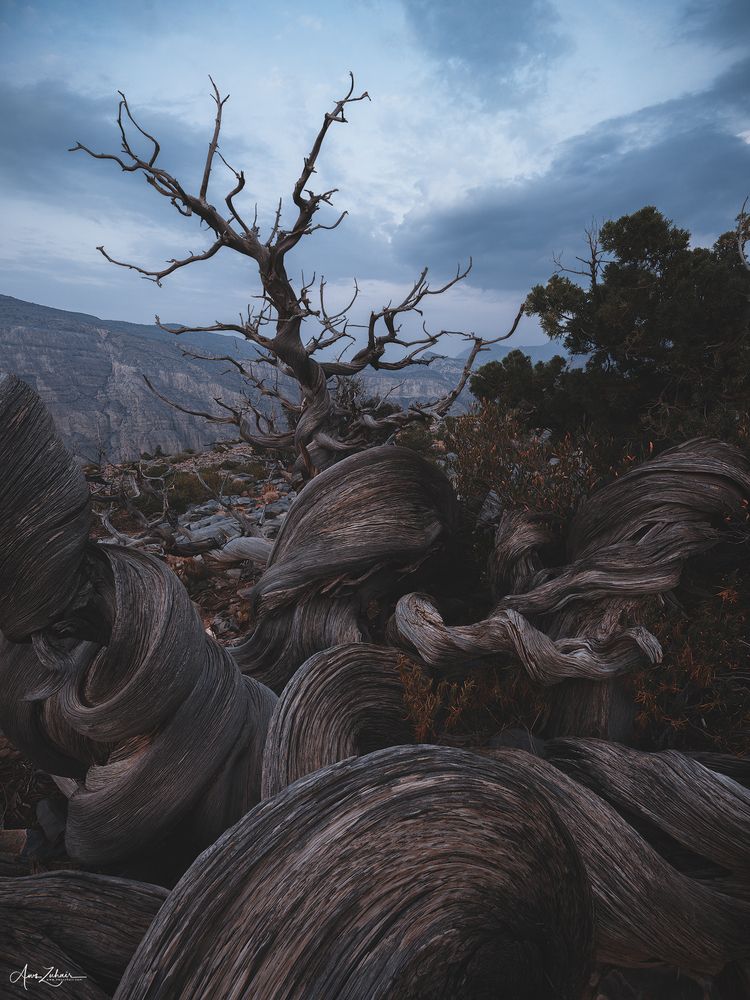 Al A\'lan Tree