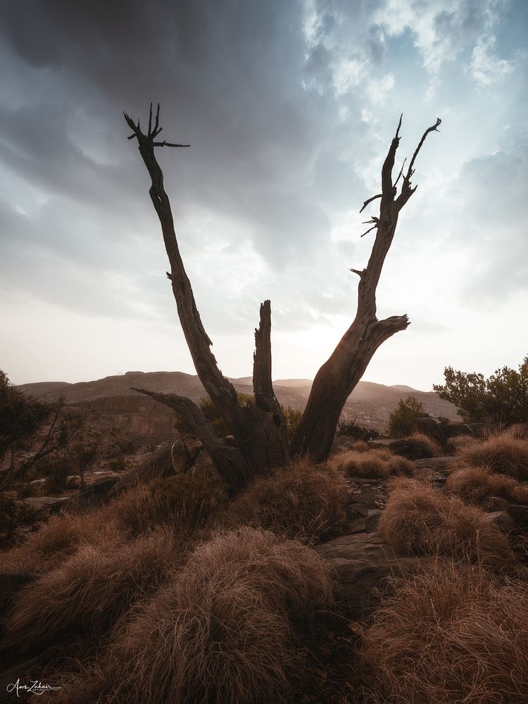 Al A\'lan Tree