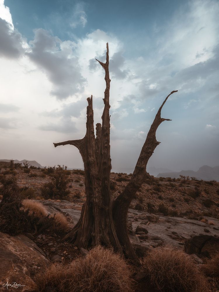 Al A\'lan Tree