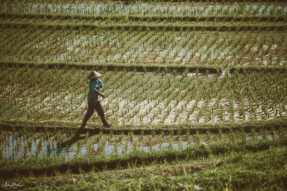 Farmers