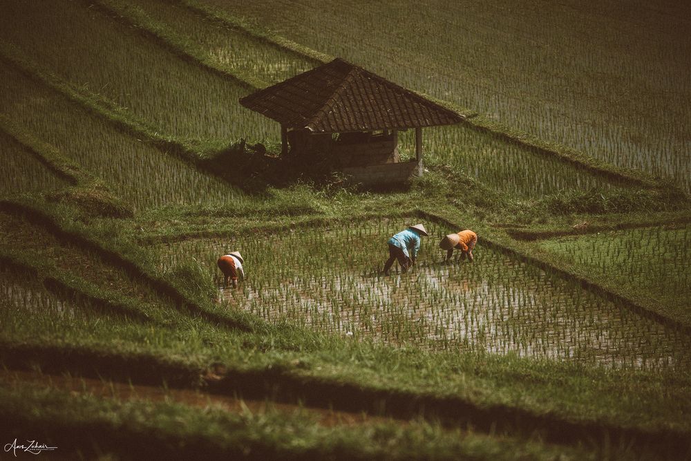 Farmers