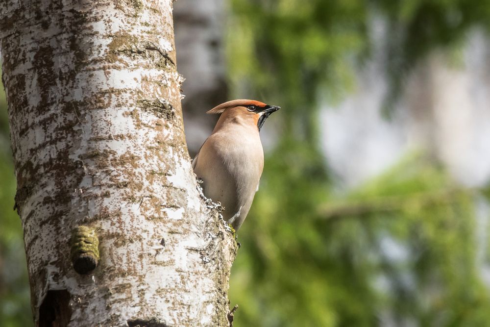 Свиристели