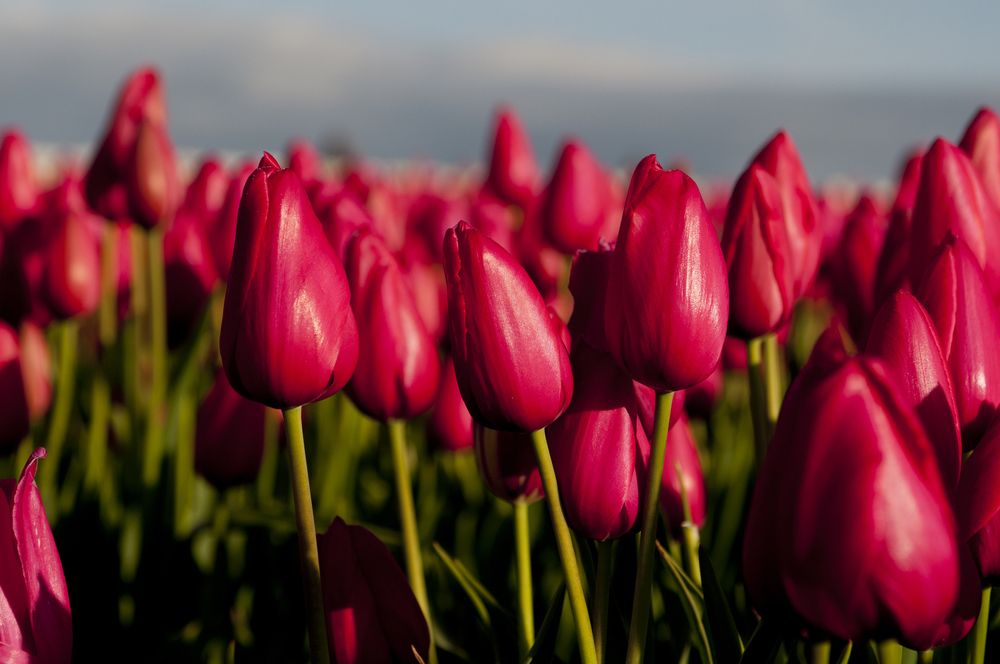 Tulip Festival