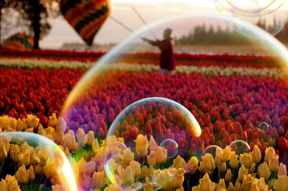 Tulip Festival