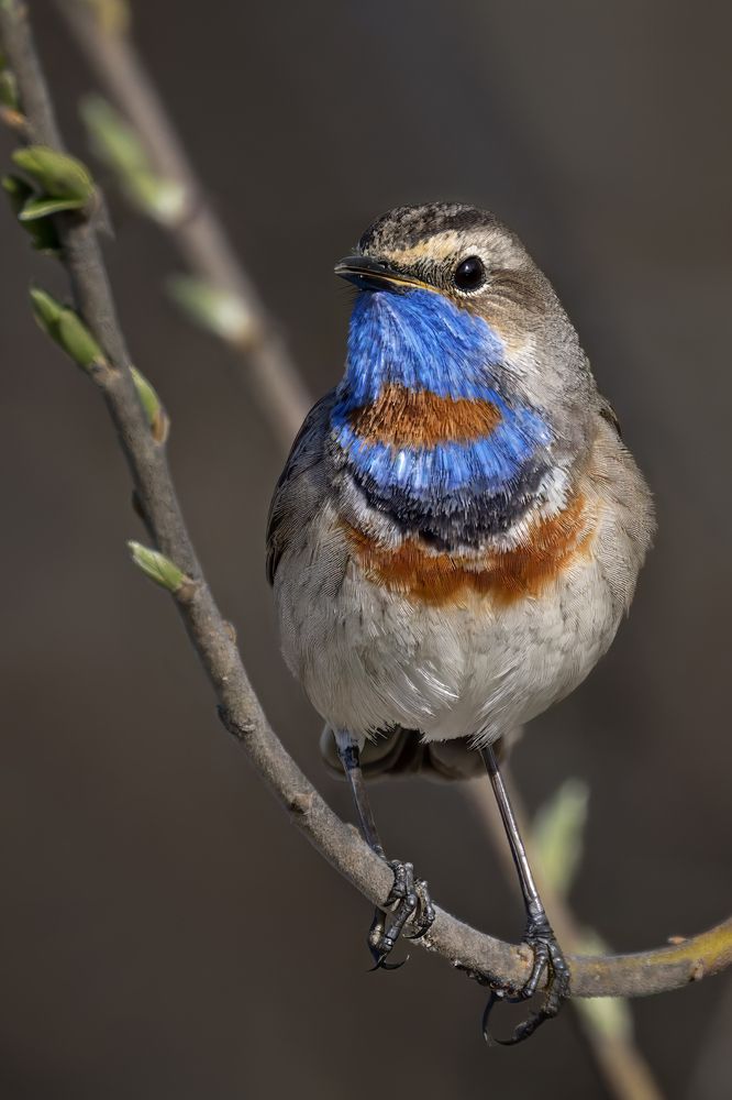 Варакушки (Luscinia svecica)
