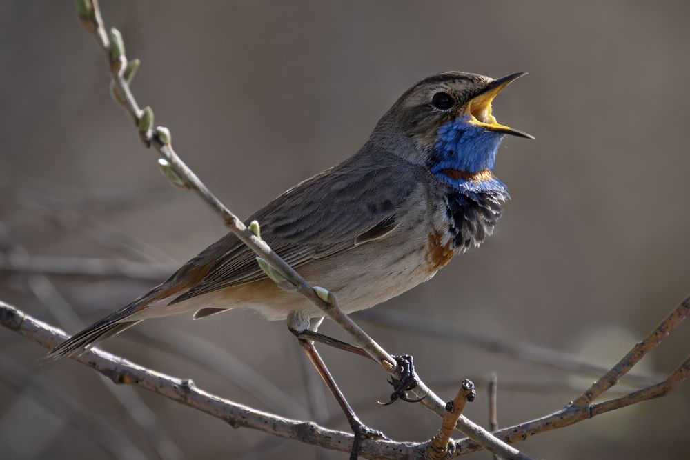Варакушки (Luscinia svecica)