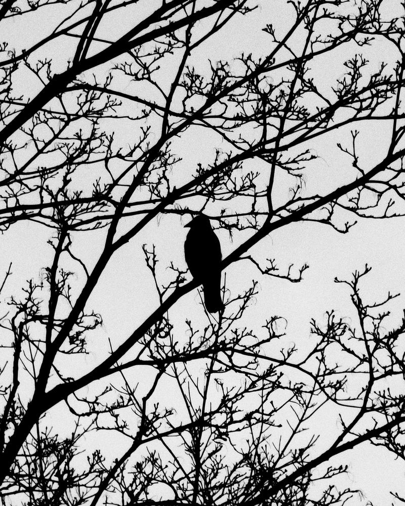 Photo 29941219