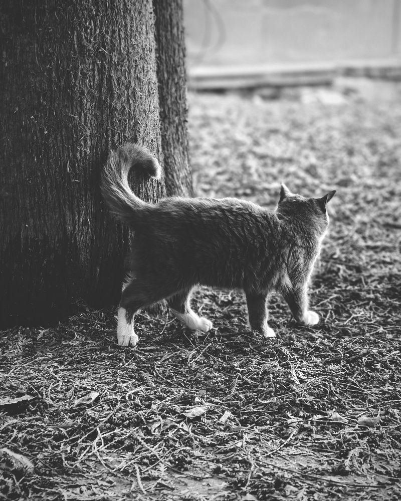 Photo 29941226