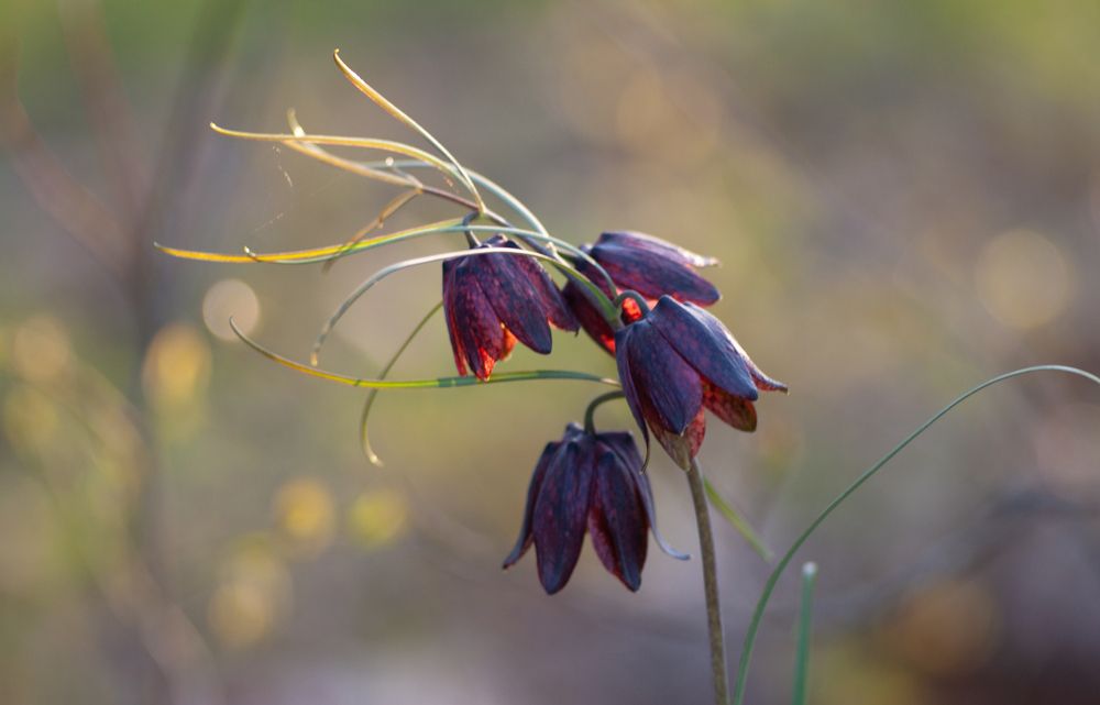Рябчик русский