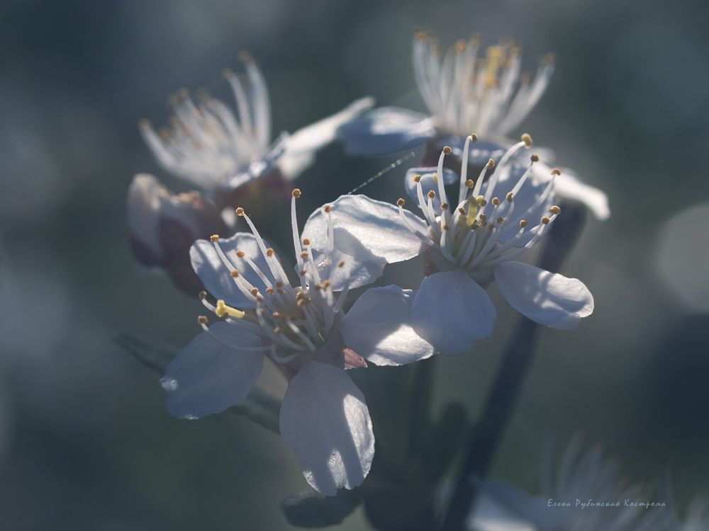 ***