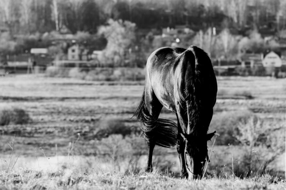 Photo 29941795
