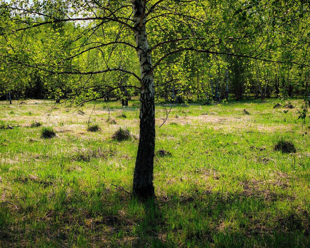 Photo 29941866