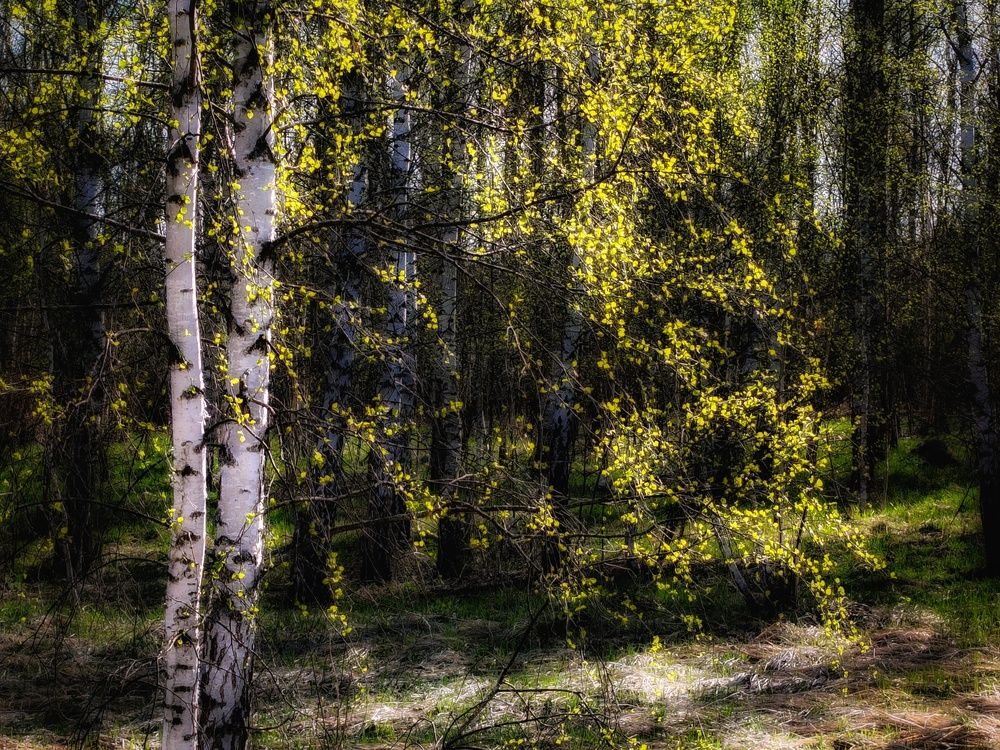 Photo 29941867