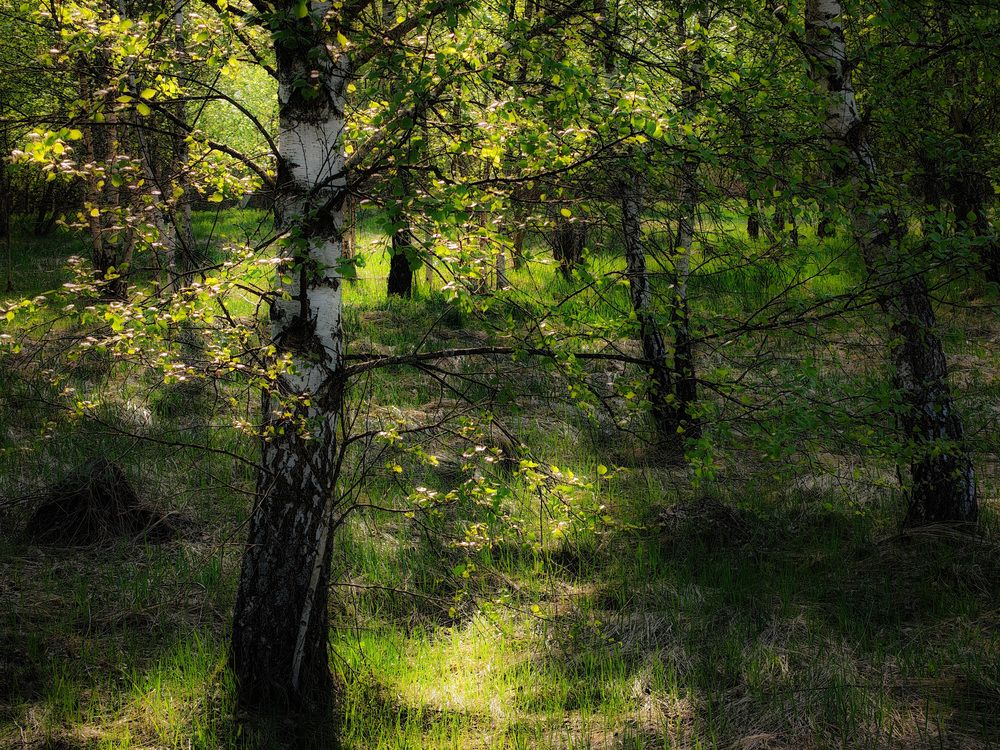 Photo 29942025