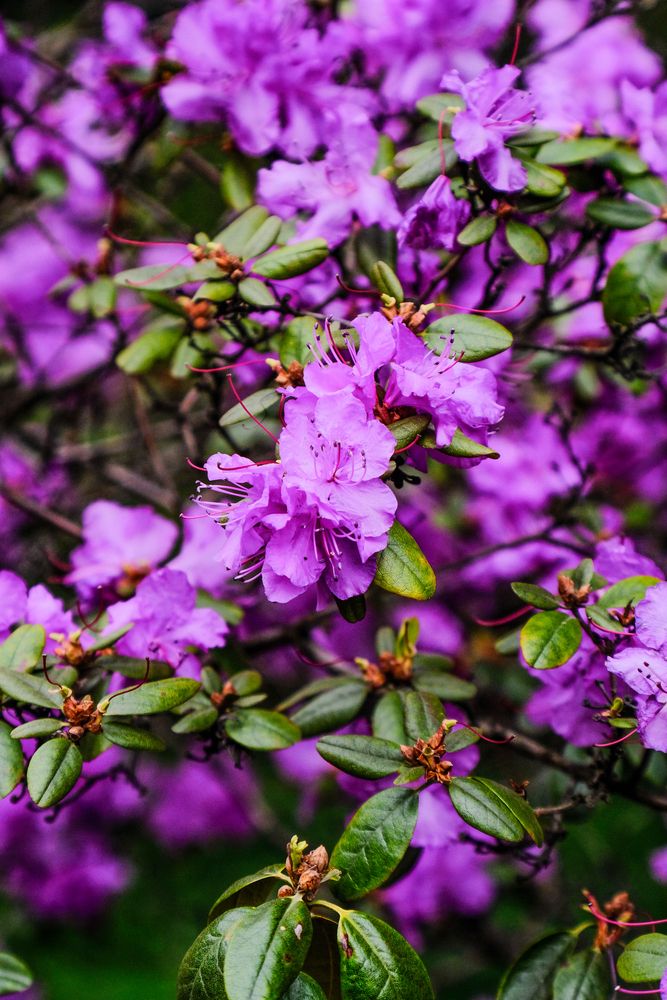 Гербарий ускользающей весны. Herbarium of the elusive spring.