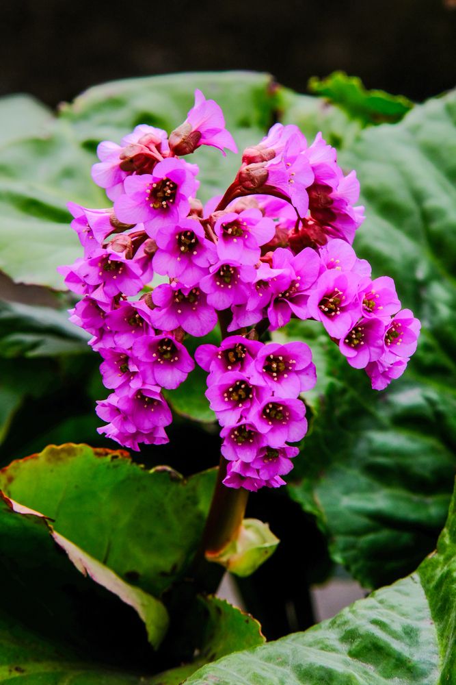 Гербарий ускользающей весны. Herbarium of the elusive spring.