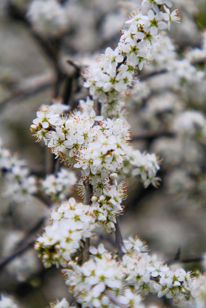 Гербарий ускользающей весны. Herbarium of the elusive spring.