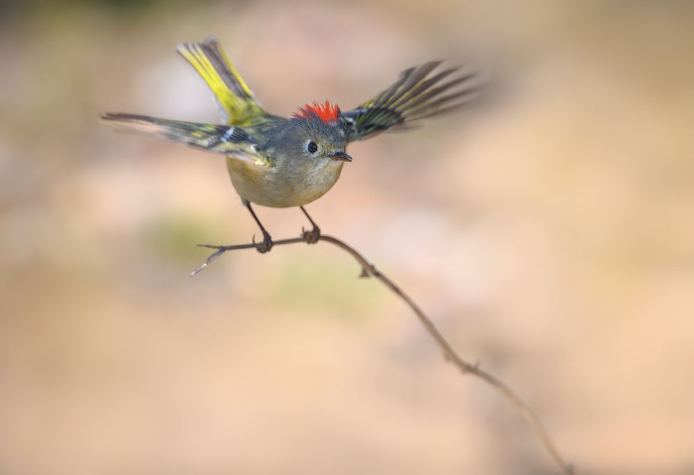 Ruby-crowned Kinglet