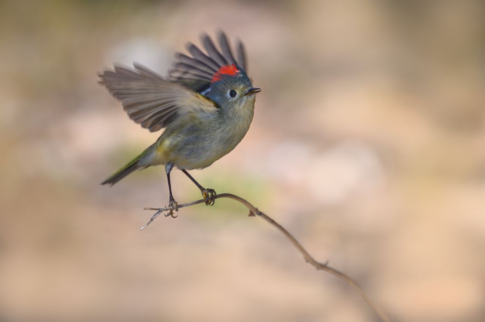 Ruby-crowned Kinglet