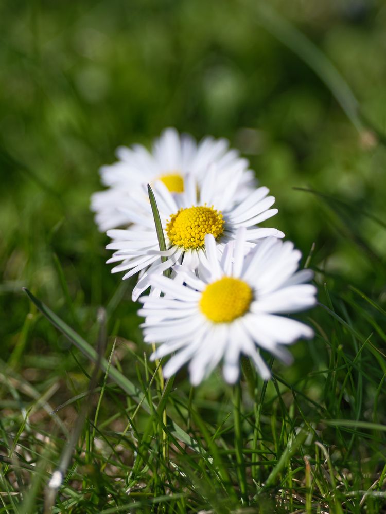 Photo 29942711