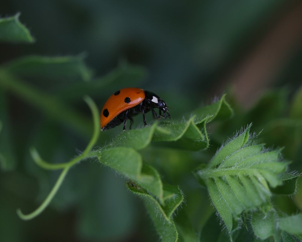 nature