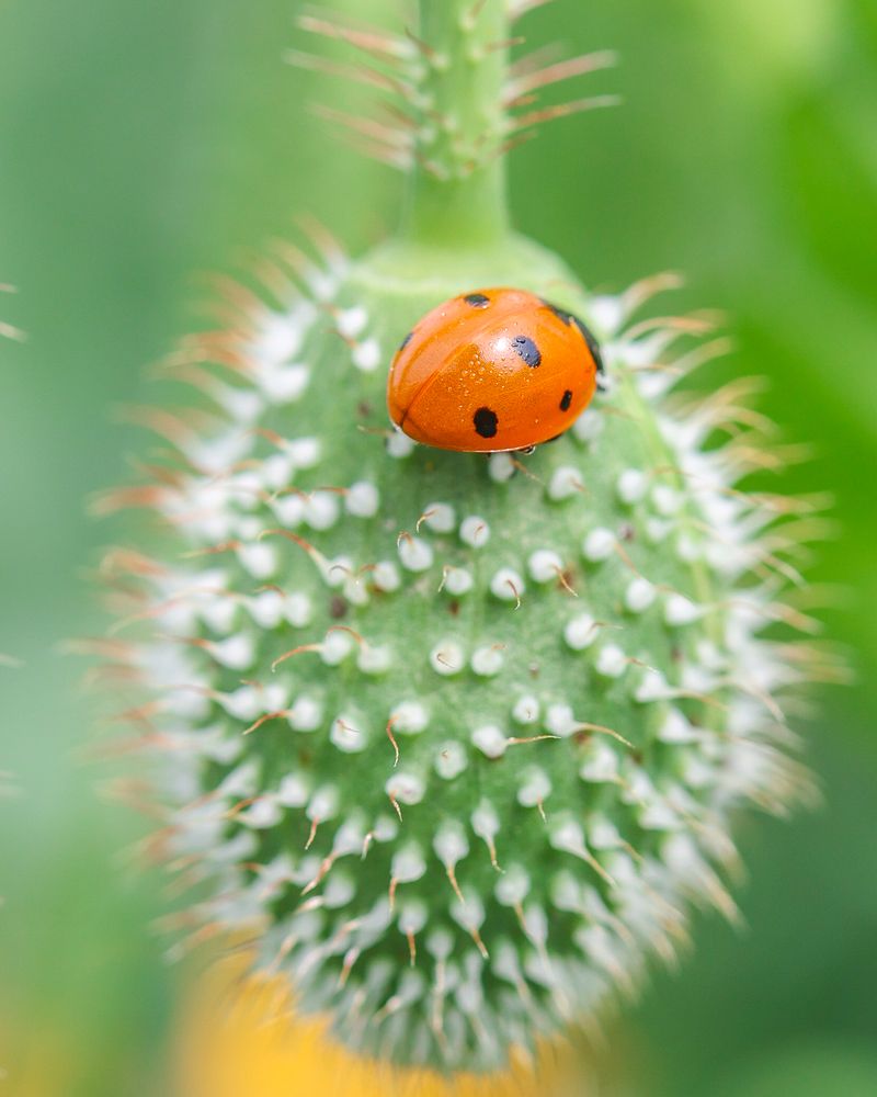 nature