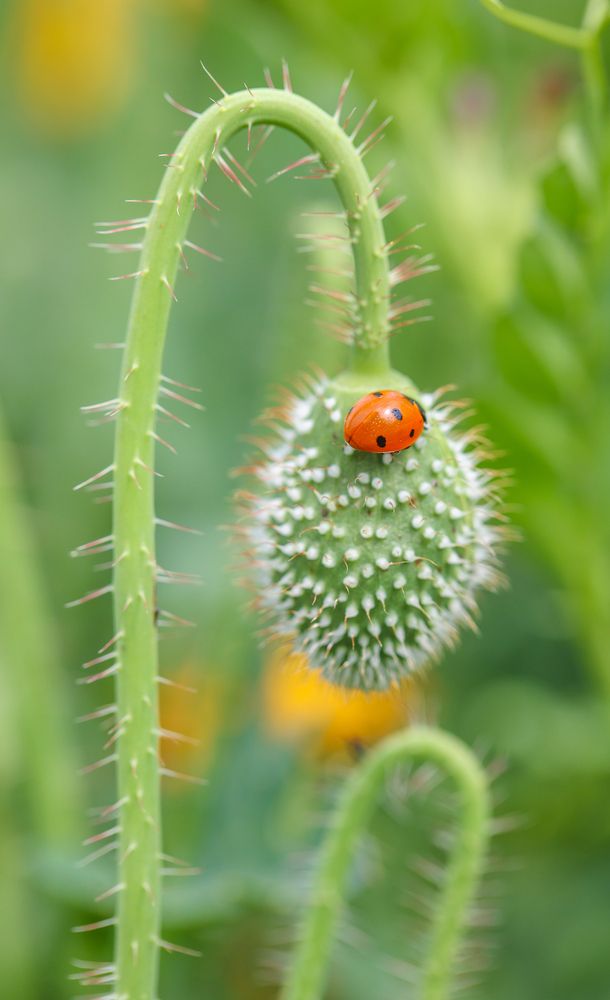 nature