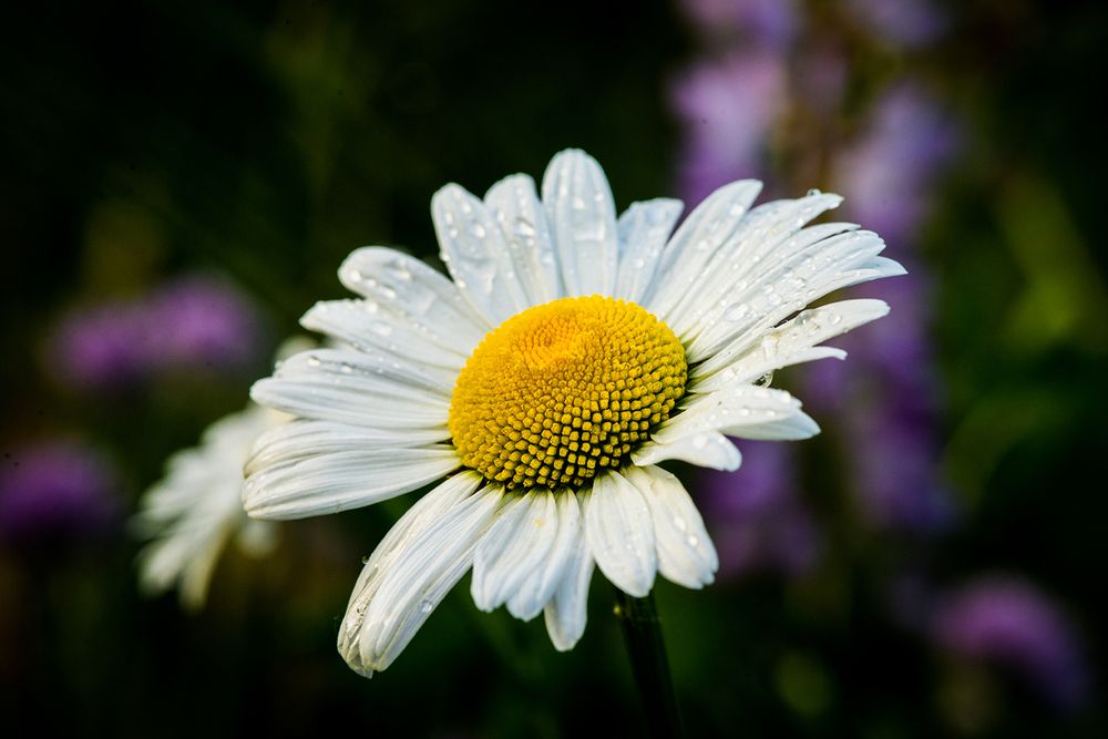 Photo 29942957