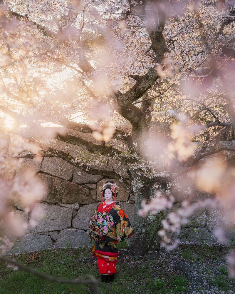Geisha