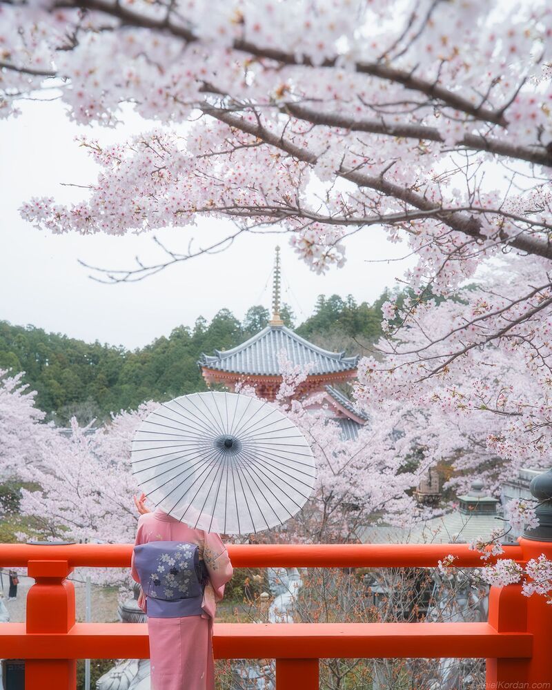 Sakura