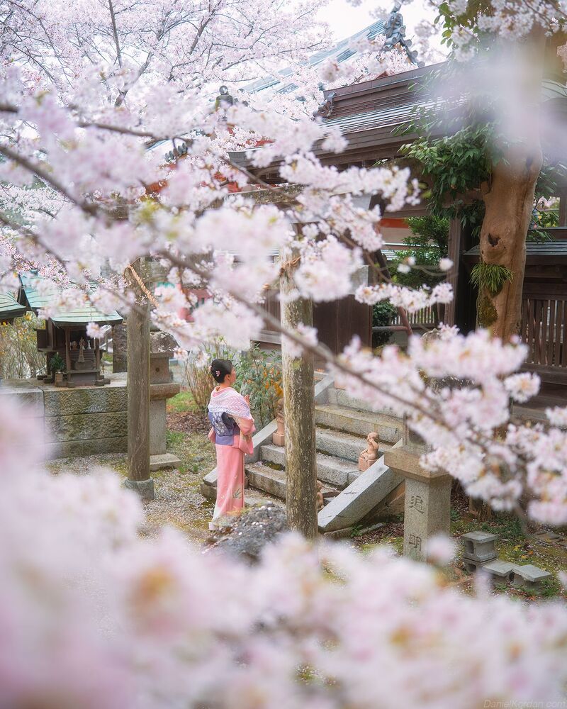 Sakura