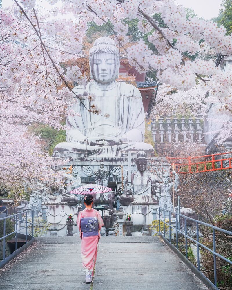 Sakura