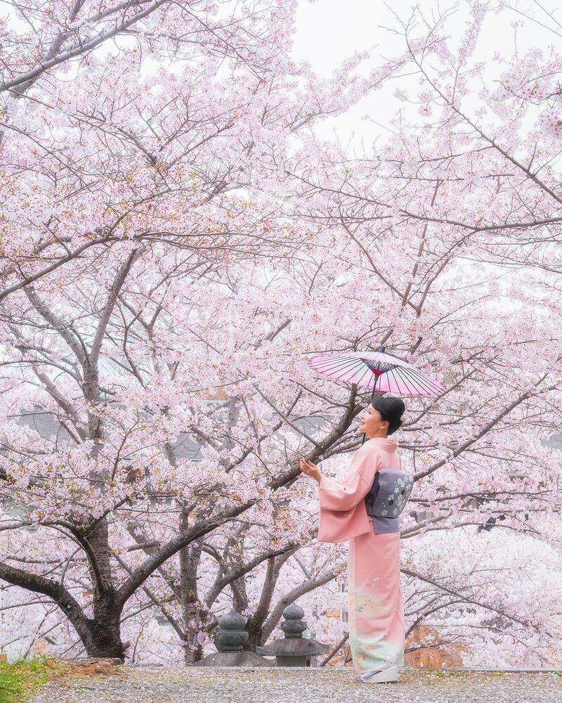 Sakura
