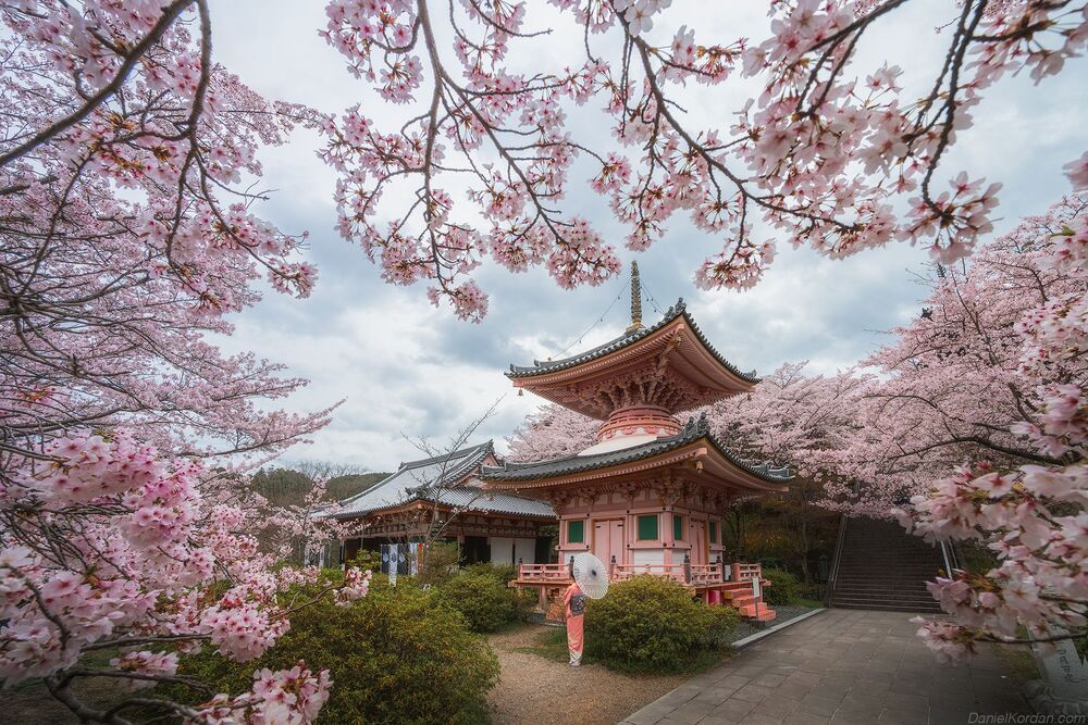 Sakura