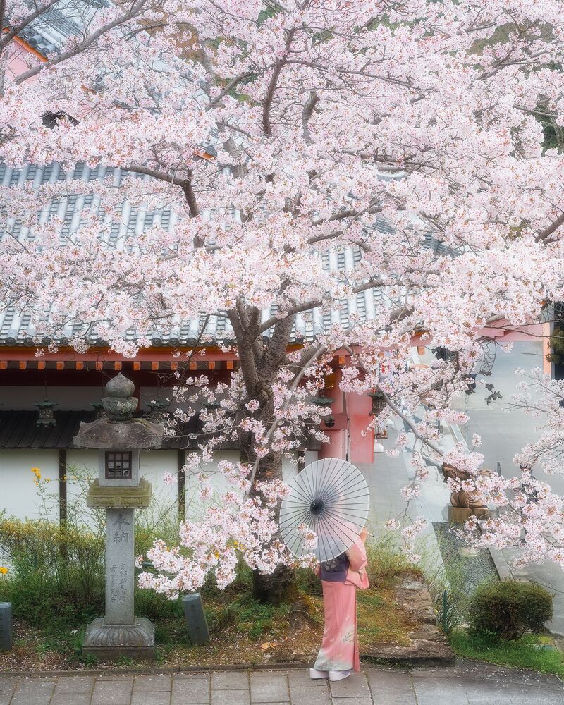 Sakura