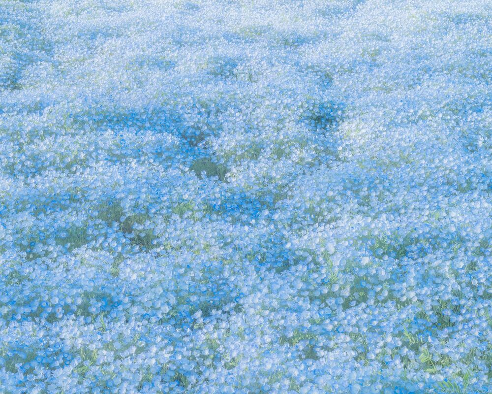 Hitachi park