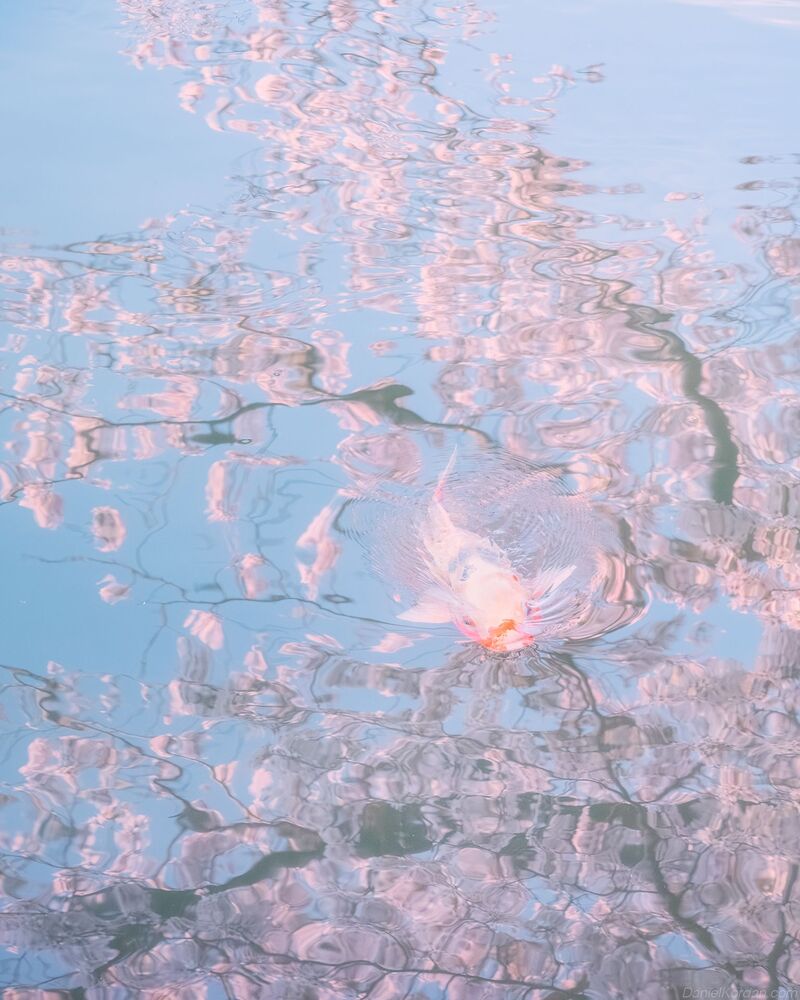 Matabei Sakura