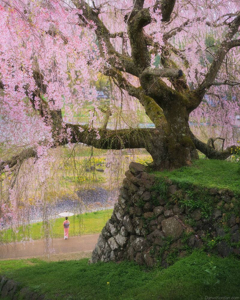 Matabei Sakura
