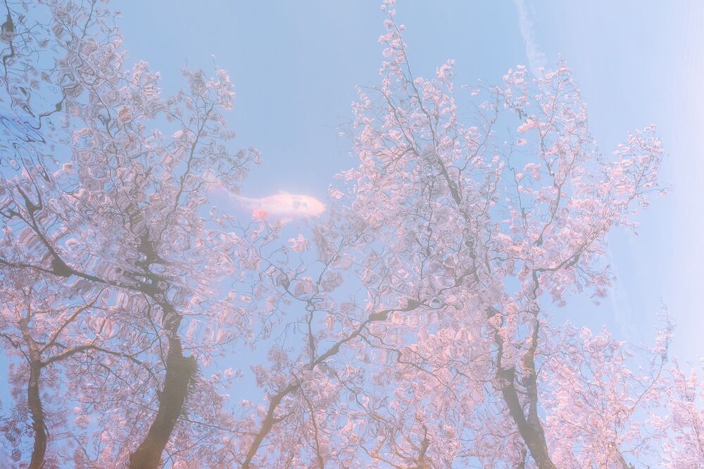 Matabei Sakura