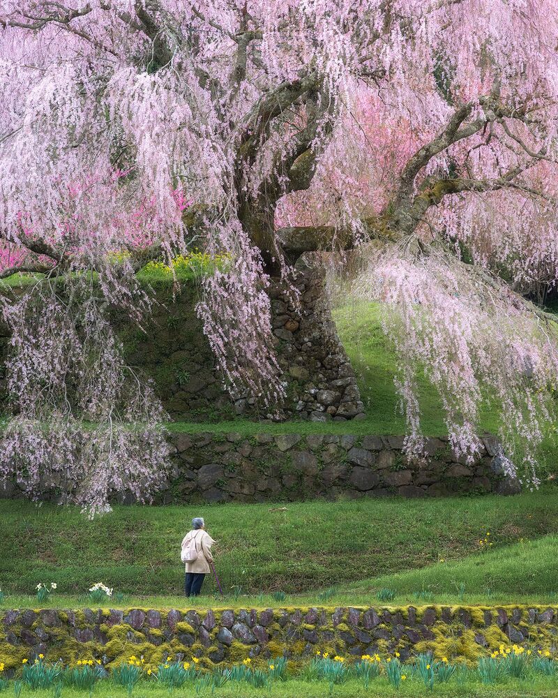 Matabei Sakura