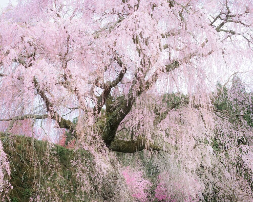 Matabei Sakura