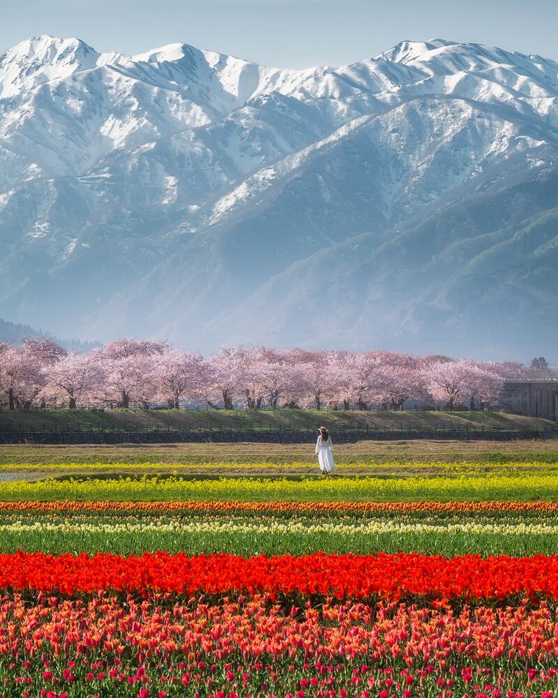 Spring Quartet Toyama