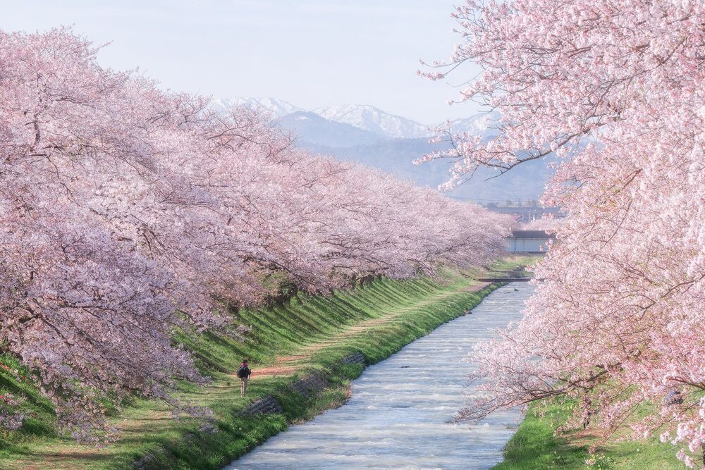 Spring Quartet Toyama