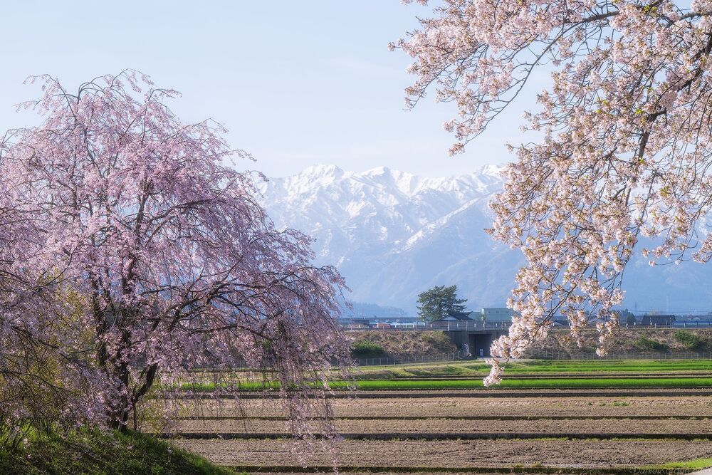 Spring Quartet Toyama