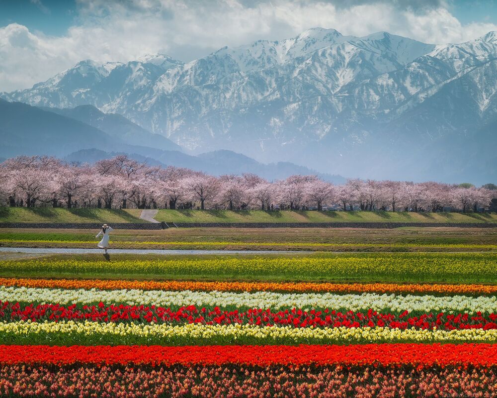 Spring Quartet Toyama