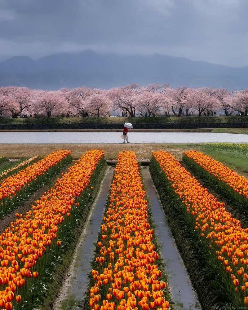 Spring Quartet Toyama