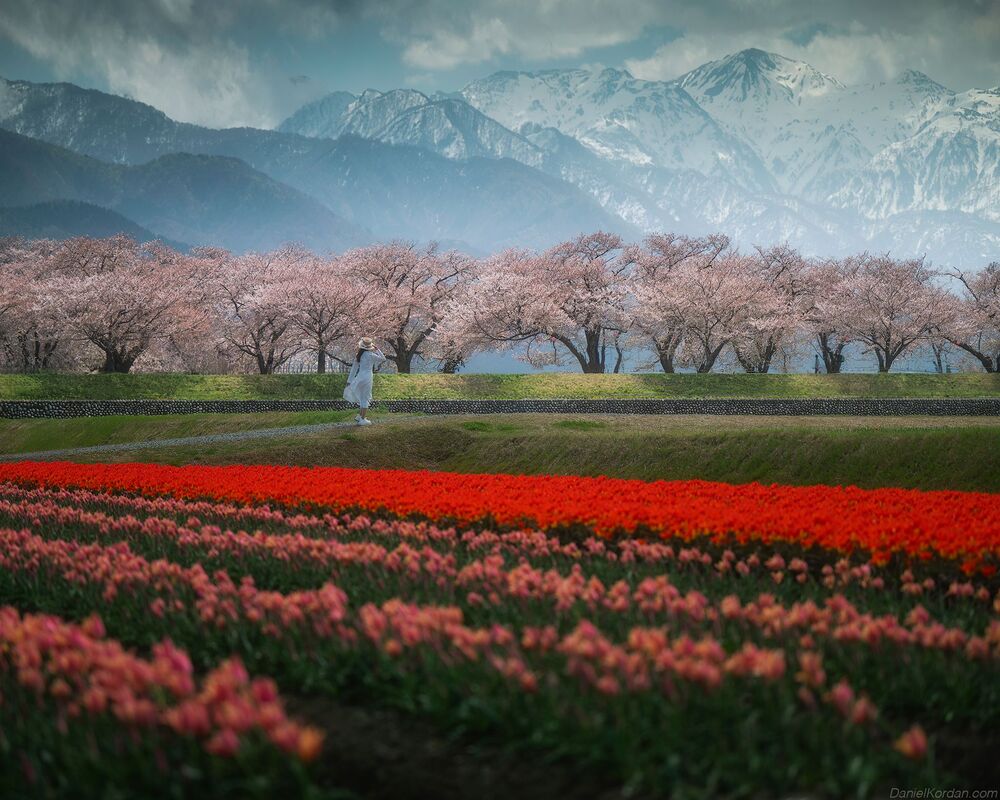 Spring Quartet Toyama