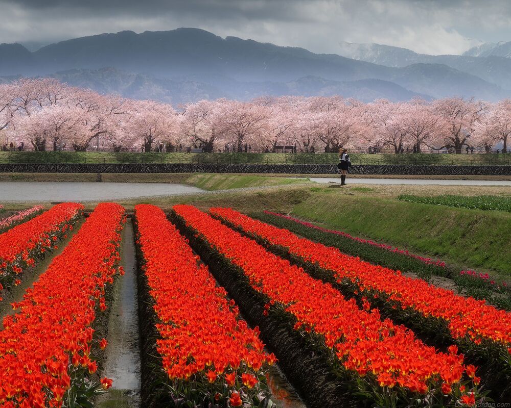 Spring Quartet Toyama